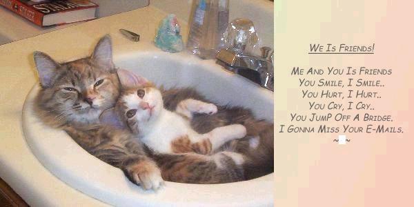 cats-in-sink.jpg